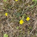 Crepis capillaris Habit