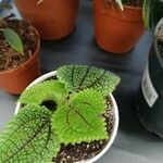 Pilea mollis Frunză