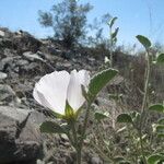 Hibiscus denudatus Хабит