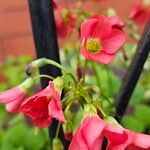 Oxalis tetraphylla Flower