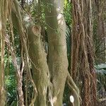 Ficus rubiginosa عادت داشتن