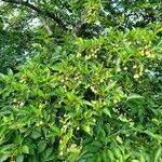 Styrax japonicus Плод