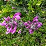 Pedicularis mixta Flower