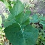 Sonchus oleraceus Fulla