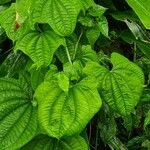 Dioscorea sansibarensis Hoja