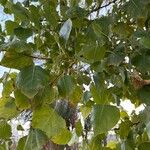 Populus deltoides Blatt