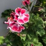 Pelargonium × hybridumFlower