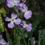 Matthiola tricuspidata Flower