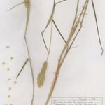 Phalaris paradoxa Vivejo