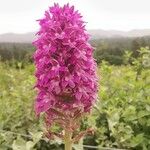 Anacamptis pyramidalis ফুল