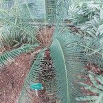 Cycas panzhihuaensis 葉