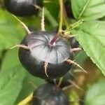 Cyclocodon lancifolius Fruit