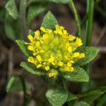 Alyssum simplex ফুল