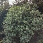 Euphorbia balsamifera List