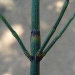 Equisetum ramosissimum പുറംതൊലി