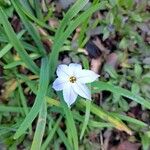 Ipheion uniflorum Flor