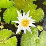 Nymphaea lotus Kvet