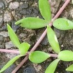 Sedum sarmentosum Leaf