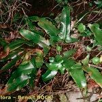 Asplenium sagittatum Natur