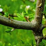 Prunus fruticosa Bark