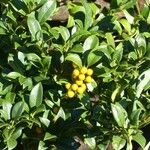 Pittosporum senacia Vili