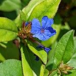 Ceratostigma plumbaginoidesBlodyn