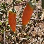 Kedrostis leloja Fruit