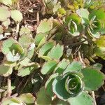 Kalanchoe laxiflora Leaf