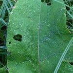 Arctium nemorosumLapas