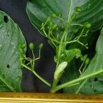 Psychotria panamensis Листок