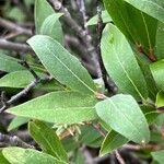 Salix glauca Hoja