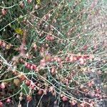 Rumex induratus ফল
