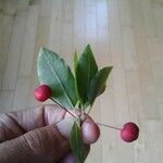 Ilex mucronata Fruit