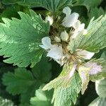 Lamium moschatum Flower