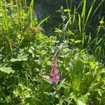 Lythrum salicaria Celota