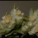 Gnaphalium palustre Květ