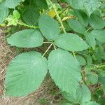 Rubus platyacanthus Otro