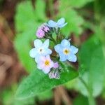 Myosotis sylvaticaBlomst