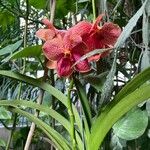 Cattleya brevipedunculata Çiçek