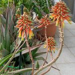 Aloe arborescensBlüte