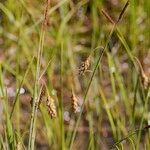 Carex limosa Other