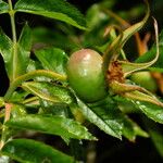 Rosa blanda Fruit