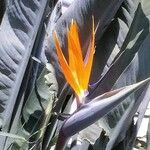 Strelitzia reginae花