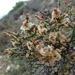 Anabasis articulata Leaf