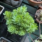 Rhodiola pachyclados Φύλλο