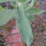 Heterotheca grandiflora Leaf