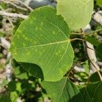 Populus tremuloides Лист