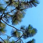 Pinus jeffreyi Hoja