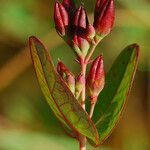 Triadenum fraseri Λουλούδι