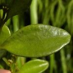 Viscum triflorum Leaf